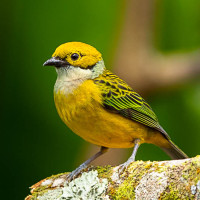 Silver-throated Tanager